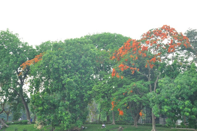 Loài hoa này nở vào tháng 5, tháng 6.