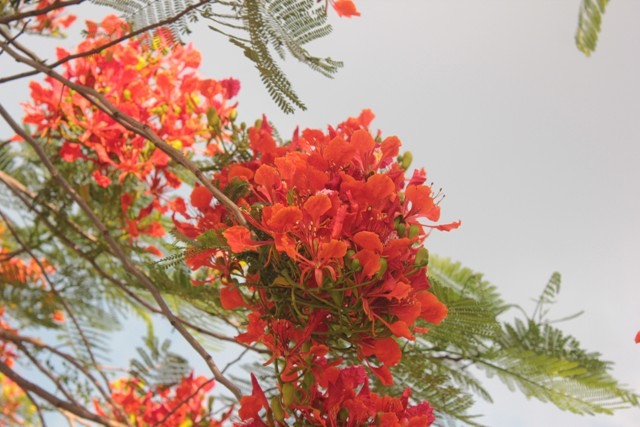 5 cánh hoa tỏa rộng.