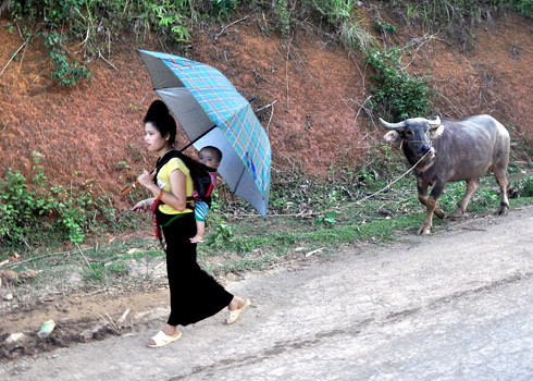Phụ nữ Thái Đen ở huyện Quỳnh Nhai, tỉnh Sơn La, địu con thong thả dắt trâu. Phụ nữ Thái Đen ở huyện Quỳnh Nhai, tỉnh Sơn La, địu con thong thả dắt trâu.