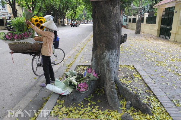 Còn đối với gánh hàng rong nghỉ chân dưới tán lá rộng và mát của cây sau ngày dài vất vả thật lý tưởng.