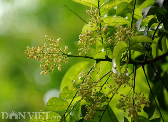 Những chùm hoa sấu li ti, tròn vo như những hạt ngọc màu vàng nhạt.