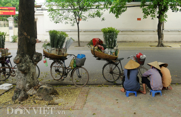 Dưới gốc cây sấu cũng là nơi trò chuyện của các chị.