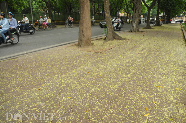 Hoa sấu thi nhau rụng xuống, vương khắp những lối đi và vương cả hương hoa nhè nhẹ vào phố.