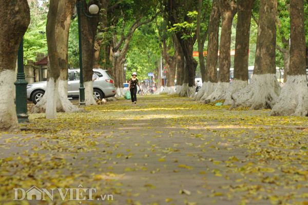 Cứ đến hẹn lại tới, khi tiết trời bắt đầu chớm sang hè, từng vạt nắng vàng chói chang trải dài trên các vòm cây đại thụ cùng với sắc vàng của lá sấu làm bừng sáng một góc phố. Trong ảnh là đoạn đường Phan Đình Phùng.
