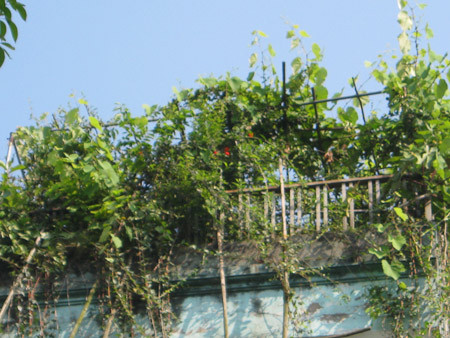 Trên tầng thượng một ngôi nhà cao tầng hiện đại là giàn dây leo xanh mướt. Trên tầng thượng một ngôi nhà cao tầng hiện đại là giàn dây leo xanh mướt.