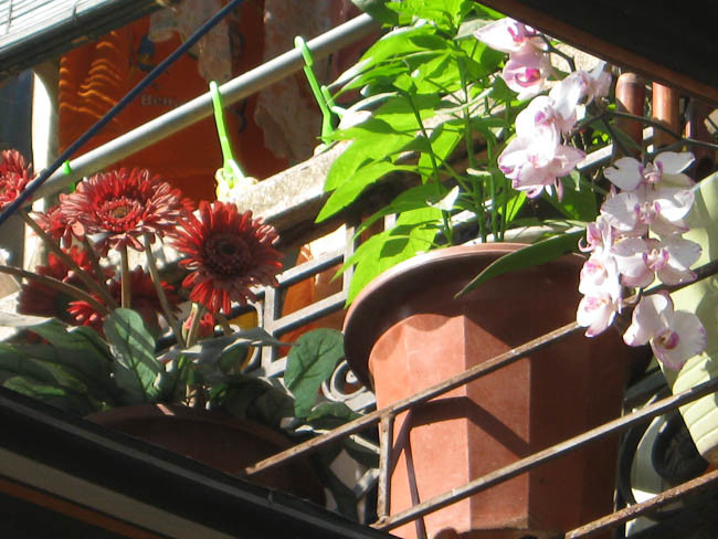 Hoa lan được nhiều người ưa chuộng. Hoa lan được nhiều người ưa chuộng.