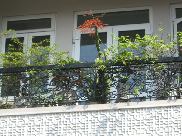 Tận dụng khoảng không gian chật hẹp, hoa và cây cảnh được gia chủ trồng ở ban công. Tận dụng khoảng không gian chật hẹp, hoa và cây cảnh được gia chủ trồng ở ban công.