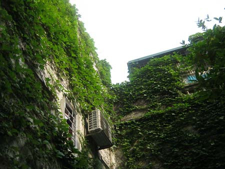 Dây leo bám vào tường xanh mướt phần nào làm dịu bớt cái nóng oi bức của mùa hè. Dây leo bám vào tường xanh mướt phần nào làm dịu bớt cái nóng oi bức của mùa hè.