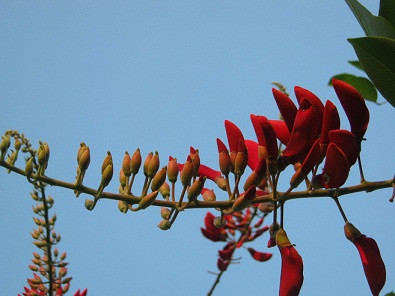 Dưới nền trời xanh biếc, móng rồng nổi bật với sắc đỏ của mình. Dưới nền trời xanh biếc, móng rồng nổi bật với sắc đỏ của mình.