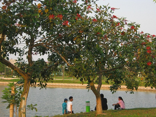 Bóng râm của cây là nơi để mọi người ngồi nghỉ ngơi và tâm sự. Bóng râm của cây là nơi để mọi người ngồi nghỉ ngơi và tâm sự.