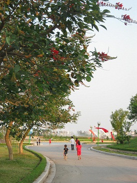 Đi dạo dưới tán hoa móng rồng. Đi dạo dưới tán hoa móng rồng.