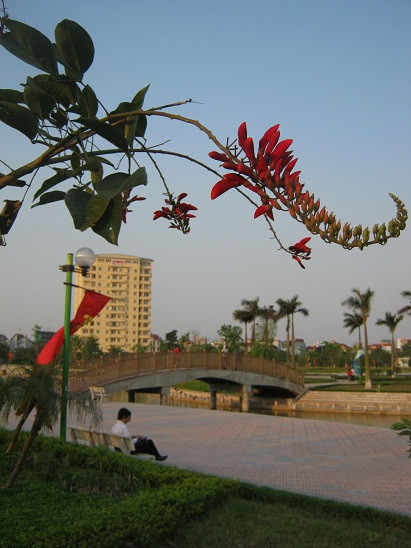 Cánh hoa cong vút như móng rồng. Cánh hoa cong vút như móng rồng.