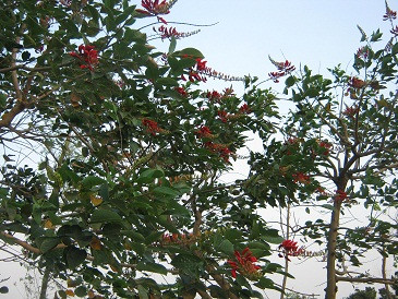 Hoa nở thành từng chùm. Hoa nở thành từng chùm.