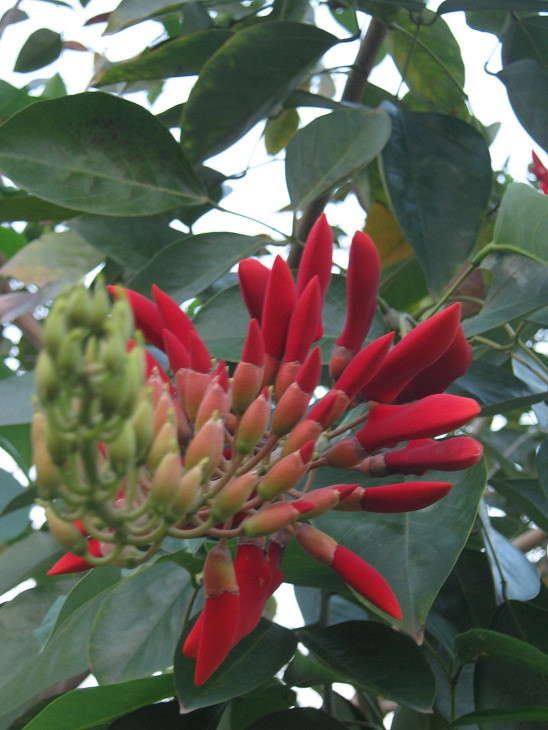 Móng rồng trồng tại công viên Hòa Bình với màu hoa đỏ thắm. Móng rồng trồng tại công viên Hòa Bình với màu hoa đỏ thắm.