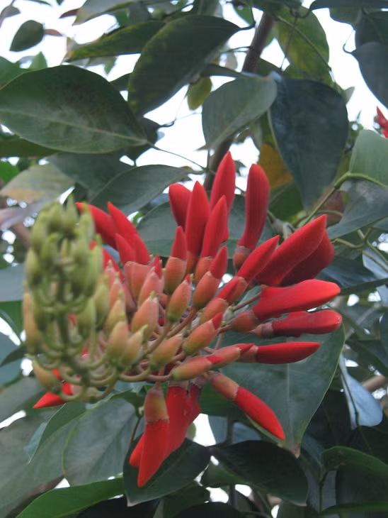 Móng rồng trồng tại công viên Hòa Bình với màu hoa đỏ thắm.