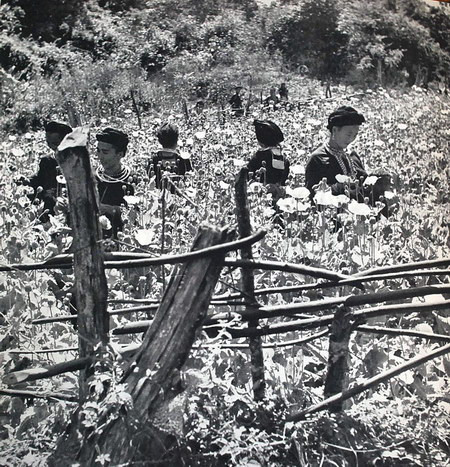 Phụ nữ H'Mông trên một cánh đồng thuốc phiện. Nghề trồng và chế biến thuốc phiện đem lại cho họ các khoản tiền mặt lớn cũng như nhiều thứ hàng hoá của miền xuôi.