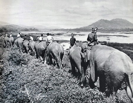 Một đội voi của người Lào.