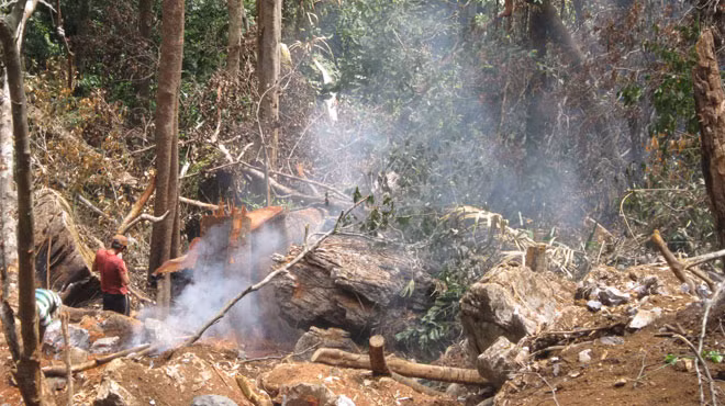 Ba cây sưa trị giá hàng trăm tỉ đồng bị đốn hạ ở rừng Phong Nha. Ảnh: TTO. Ba cây sưa trị giá hàng trăm tỉ đồng bị đốn hạ ở rừng Phong Nha. Ảnh: TTO.