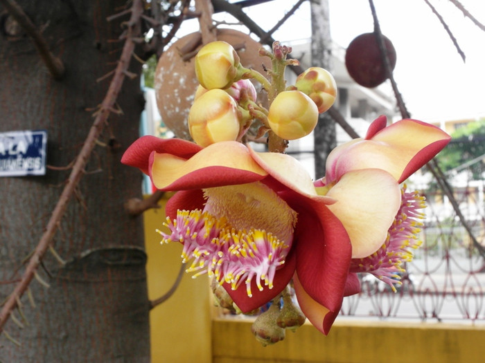 Cánh hoa Sala nở muộn trong ngày rằm tháng 7. Cánh hoa Sala nở muộn trong ngày rằm tháng 7.