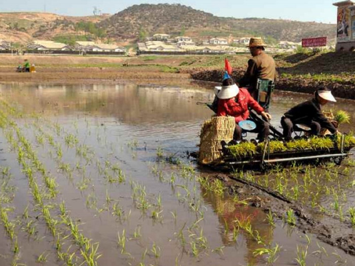Ông Lý Tiến Quân, Đại sứ Trung Quốc tại Triều Tiên cấy lúa ở ngoại ô Bình Nhưỡng.