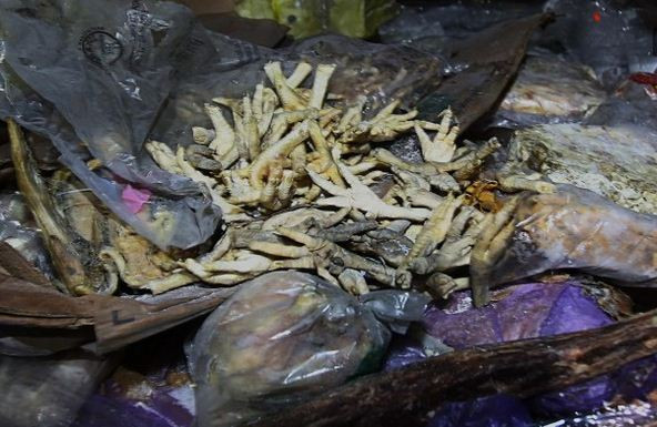 Những chiếc "chân gà 7x, 8x" đông lạnh hàng chục năm đã bốc bùi, hôi thối. Những chiếc "chân gà 7x, 8x" đông lạnh hàng chục năm đã bốc bùi, hôi thối.