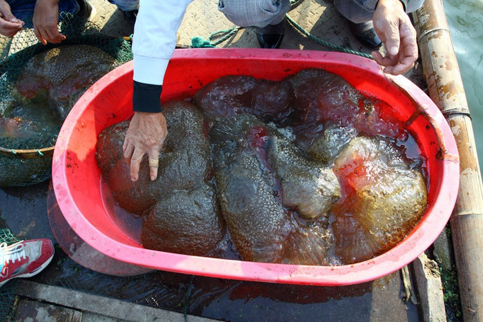 Bên trong là những khối hình cầu, trong như thạch Bên trong là những khối hình cầu, trong như thạch