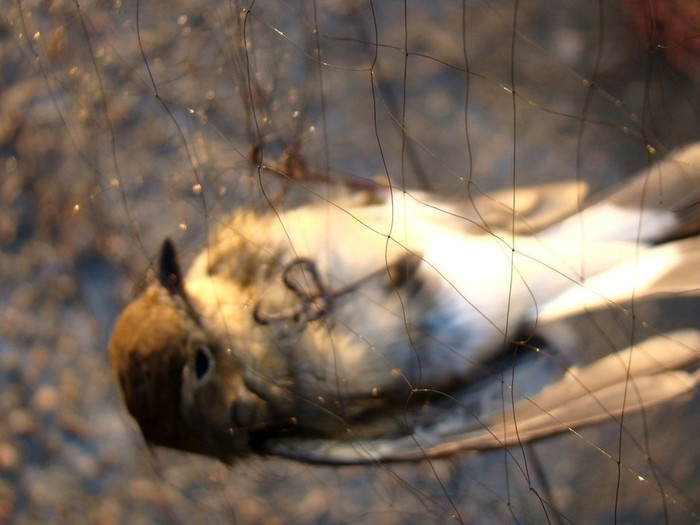 Một chú chim mắc bẫy Một chú chim mắc bẫy