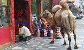 Chiêu mới của "Cái bang" Trung Quốc? Chiêu mới của "Cái bang" Trung Quốc?