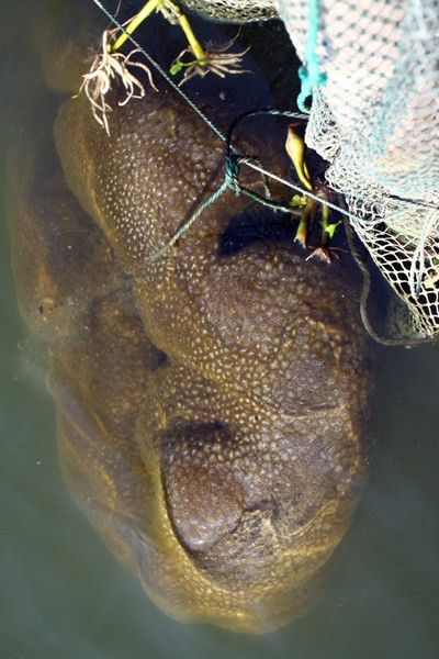 Sinh vật lạ hình thù quái dị Sinh vật lạ hình thù quái dị