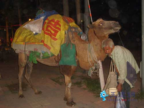 Lạc đà, gia tài của một đệ tử "Cái bang" Lạc đà, gia tài của một đệ tử "Cái bang"