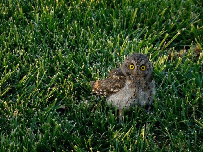 Khi thả về tự nhiên, nó không bay ngay mà quay đầu nhìn lại những ân nhân của mình Khi thả về tự nhiên, nó không bay ngay mà quay đầu nhìn lại những ân nhân của mình