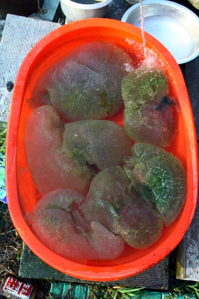 Nhiều người cho rằng đây là phức hợp các loại tảo, vi khuẩn tạo thành nhưng tương đối hiếm gặp ngoài tự nhiên Nhiều người cho rằng đây là phức hợp các loại tảo, vi khuẩn tạo thành nhưng tương đối hiếm gặp ngoài tự nhiên