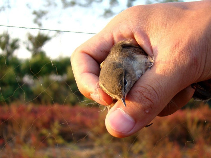 Giải cứu và phóng sinh Giải cứu và phóng sinh