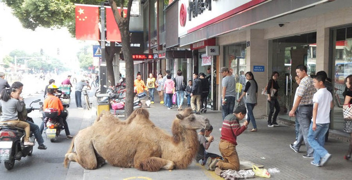 2 thanh niên dắt theo lạc đà đi ăn mày 2 thanh niên dắt theo lạc đà đi ăn mày