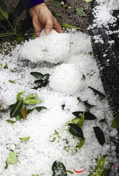 Những hạt mưa đá vón lại thành khối Những hạt mưa đá vón lại thành khối