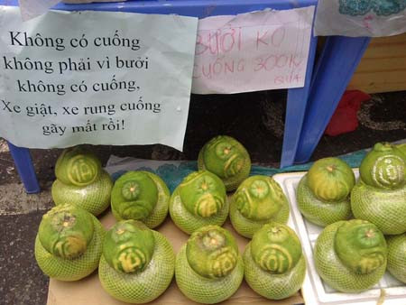 Chế bài thơ "tiểu đội xe không kính" để lý giải bưởi không cuống. Chế bài thơ "tiểu đội xe không kính" để lý giải bưởi không cuống.