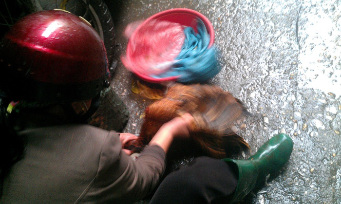 Thỏa thuận giá cả xong xuôi, người phụ này nhanh tay cắt tiết gà. Thỏa thuận giá cả xong xuôi, người phụ này nhanh tay cắt tiết gà.