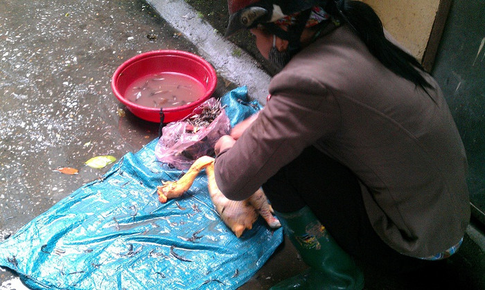 Lông chú gà này đã bị vặt trụi Lông chú gà này đã bị vặt trụi