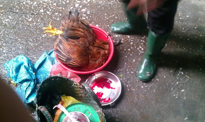 Chú gà đã được cắt tiết xong. Chú gà đã được cắt tiết xong.