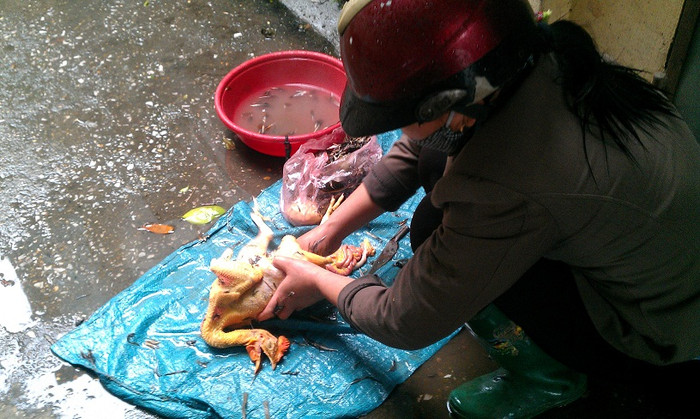 Tiếp tục công đoạn mổ gà. Tiếp tục công đoạn mổ gà.