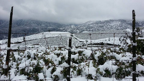 Khu trồng hoa hồng của người dân Sapa bị vùi trong tuyết. Vnexpress Khu trồng hoa hồng của người dân Sapa bị vùi trong tuyết. Vnexpress