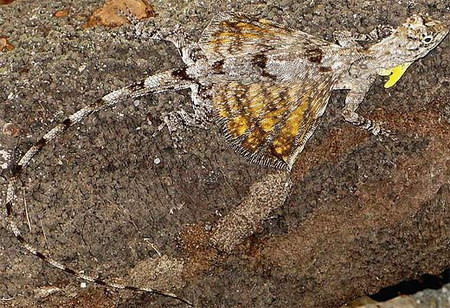 Khi bám trên thân cây, lớp da giống hệt vỏ cây khô khiến chúng như tàng hình trước con mắt của kẻ thù. Ảnh: Factzoo.