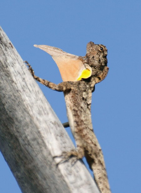 Cũng như các loài thằn lằn khác, thức ăn chủ yếu của chúng là các loài côn trùng nhỏ sống trên cây. Ảnh: thesciencesays.