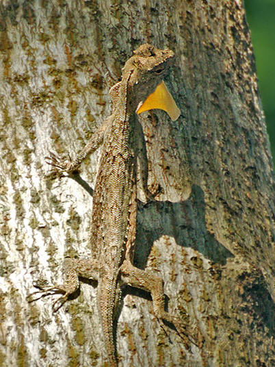 Không chỉ biết bay, chúng còn có một biệt tài khác là tài ngụy trang. Ảnh: Ecologyasia.