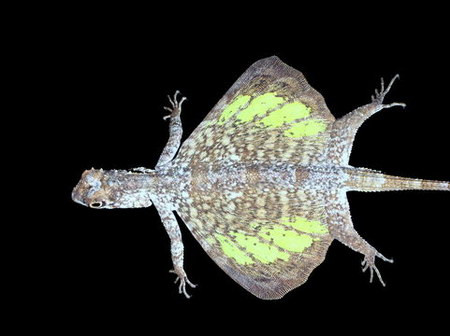 Với “đôi cánh” ấy, chúng không thể bay như chim mà chỉ có thể lượn từ thân cây này sang thân cây khác. Ảnh: Richard Paker.