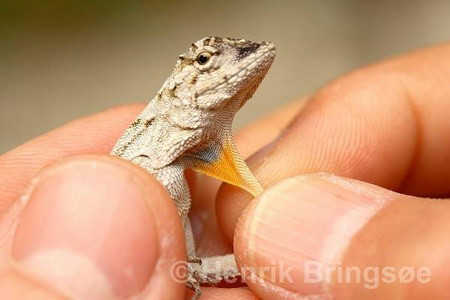 Một điểm dị thường khác của thằn lằn bay là chiếc mào xòe ra như quạt bên dưới cằm. Ảnh: Henrik Bringsoe.