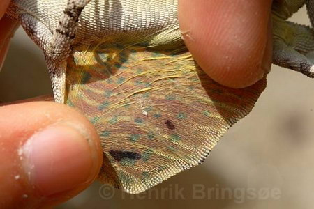 Chúng là loài thằn lằn bay đốm và được ví như loài "rồng bay". Ảnh: Thực ra, “đôi cánh” của thằn lằn bay chỉ là phần da mở rộng có thể xòe ra hoặc gập vào hai bên hông. Nguồn: Henrik Bringsoe.