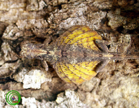 Thằn lằn bay đốm thường sống trong các vùng trên núi cao của Việt Nam như Ngân Sơn (Cao Bằng), Tam Đảo (Vĩnh Phú), Bạch Mã (Thừa Thiên Huế), Ba Vì (Hà Nội)… Chúng cũng xuất hiện ở một số khu vực khác thuộc Đông Nam Á. Ảnh: Vncreatures.net.