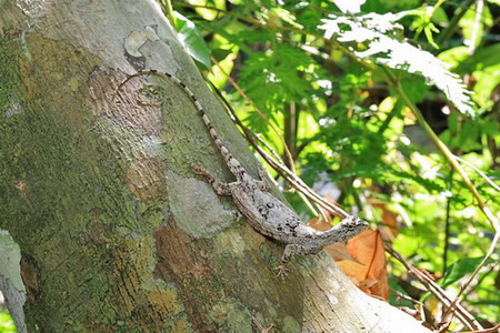 Nếu nói về một loài bò sát biết bay, hẳn nhiều người sẽ liên tưởng tới những con thằn lằn bay tồn tại từ thời kỳ khủng long hoặc những con rồng chỉ tồn tại trong các câu chuyện thần thoại. Ảnh: Thoạt nhìn, loài thằn lằn này dường như không có vẻ gì đặc biệt. Nguồn: Siamensis.org.