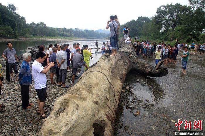 Thân cây gỗ dài 20 mét Thân cây gỗ dài 20 mét